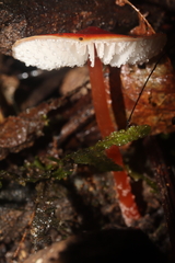 Marasmius elegans