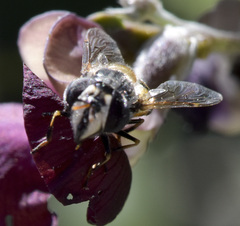 Copestylum marginatum
