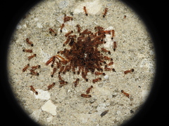 Tetramorium bicarinatum