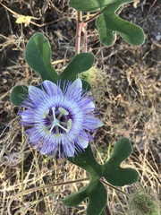 Passiflora pentaschista