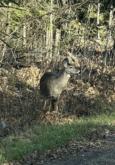 Odocoileus virginianus borealis