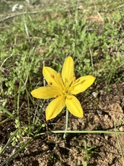Narcissus cavanillesii