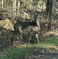 Odocoileus virginianus borealis