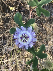 Passiflora pentaschista
