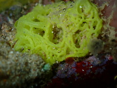 Clathrina