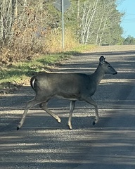 Odocoileus virginianus borealis