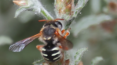 Anthidium chilense
