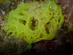 Clathrina
