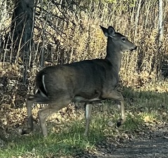 Odocoileus virginianus borealis