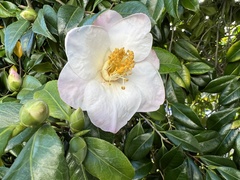 Angiospermae