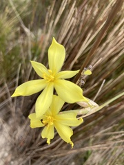 Bobartia gladiata