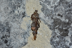 Canephora hirsuta