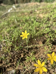 Narcissus cavanillesii
