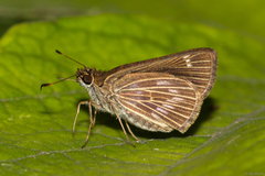 Vehilius stictomenes stictomenes