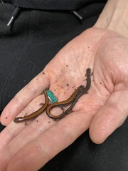 Plethodon cinereus
