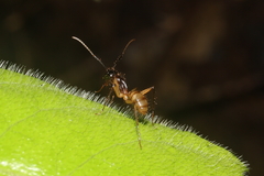 Camponotus atriceps
