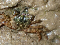 Leptograpsus variegatus
