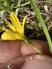 Narcissus cavanillesii