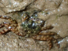 Leptograpsus variegatus
