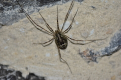 Lacinius dentiger