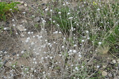 Micropus californicus