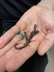 Plethodon cinereus