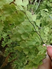 Adiantum