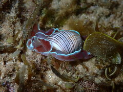 Hydatina physis