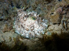 Dolabrifera brazieri