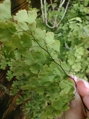 Adiantum