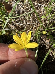 Narcissus cavanillesii