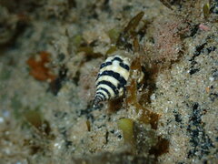 Engina zonalis