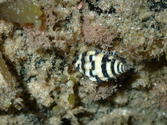 Engina zonalis