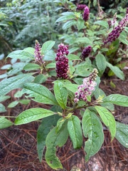 Phytolacca rugosa