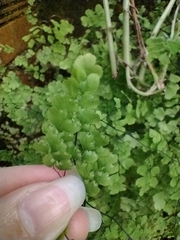 Adiantum