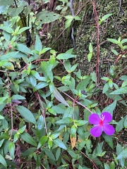Tibouchina
