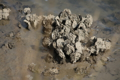 Magallana gigas