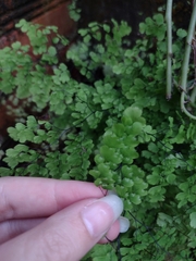 Adiantum