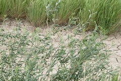 Tessaria absinthioides