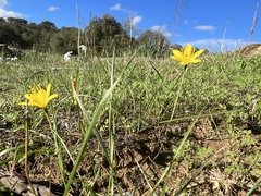 Narcissus cavanillesii