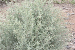 Atriplex lampa