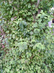 Sphaerulina cornicola