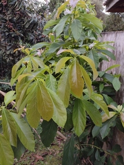 Persea americana