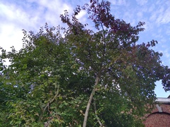 Sphaerulina cornicola