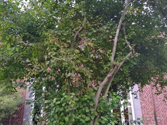 Sphaerulina cornicola