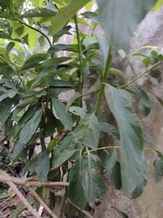 Persea americana