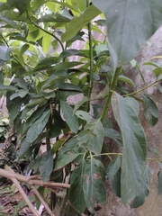 Persea americana