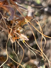 Cuscuta californica
