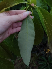 Persea americana