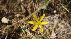 Narcissus cavanillesii